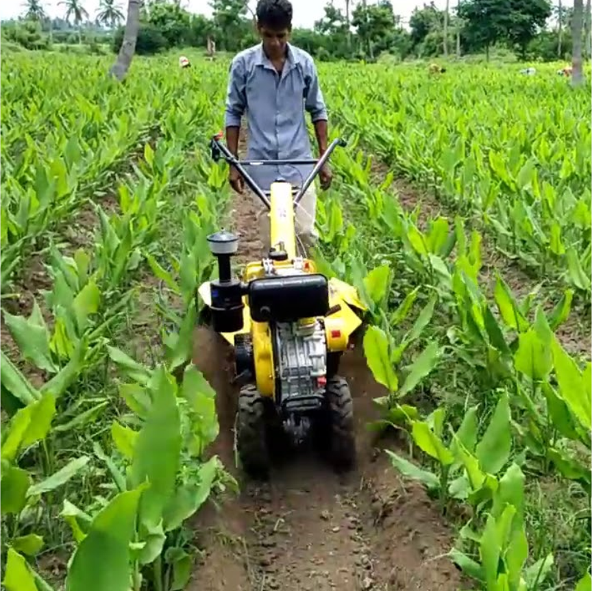 Farmer checking crop field